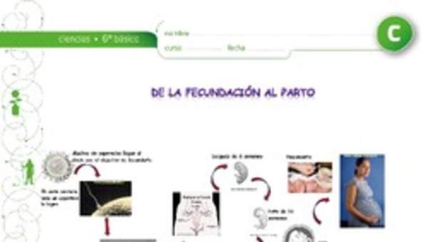 De la fecundacion al parto De la fecundacion al parto