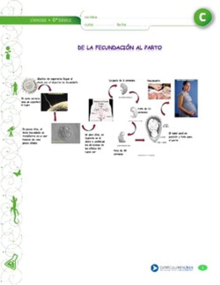 De la fecundacion al parto De la fecundacion al parto