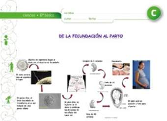De la fecundacion al parto De la fecundacion al parto