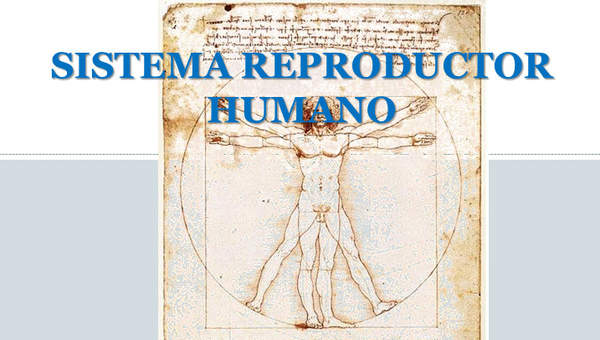 Aparato reproductor humano Aparato reproductor humano