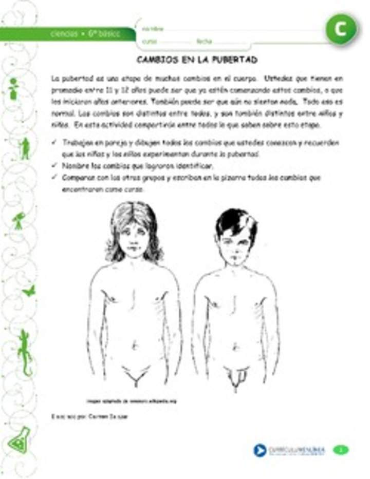 Cambios durante la pubertad Cambios durante la pubertad