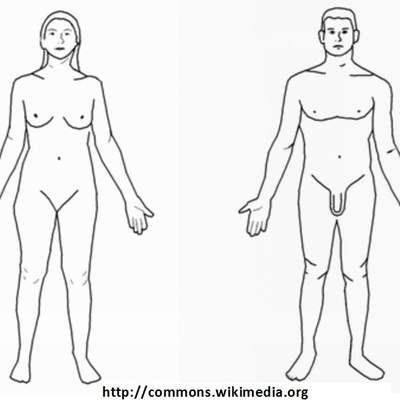 Cuerpos desnudos para dibujar Cuerpos desnudos para dibujar