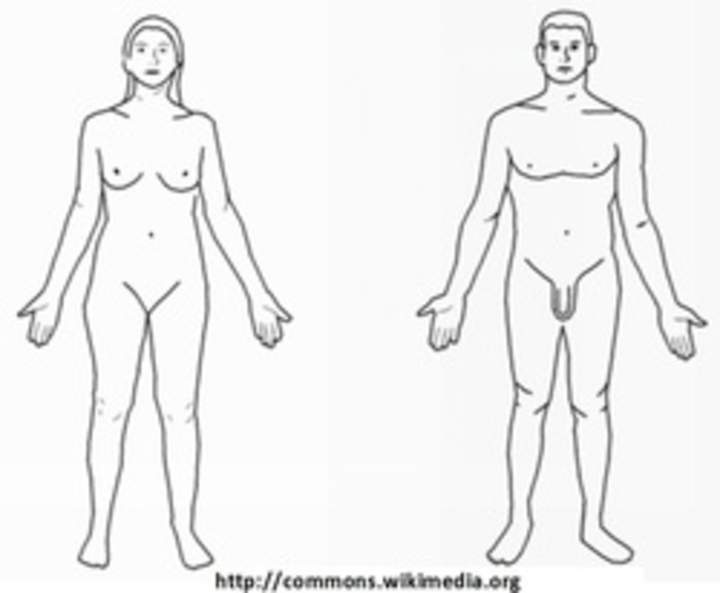 Cuerpos desnudos para dibujar Cuerpos desnudos para dibujar