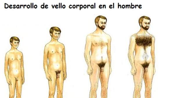 Pubertad, hombre y vellos Pubertad, hombre y vellos