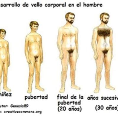 Pubertad, hombre y vellos Pubertad, hombre y vellos