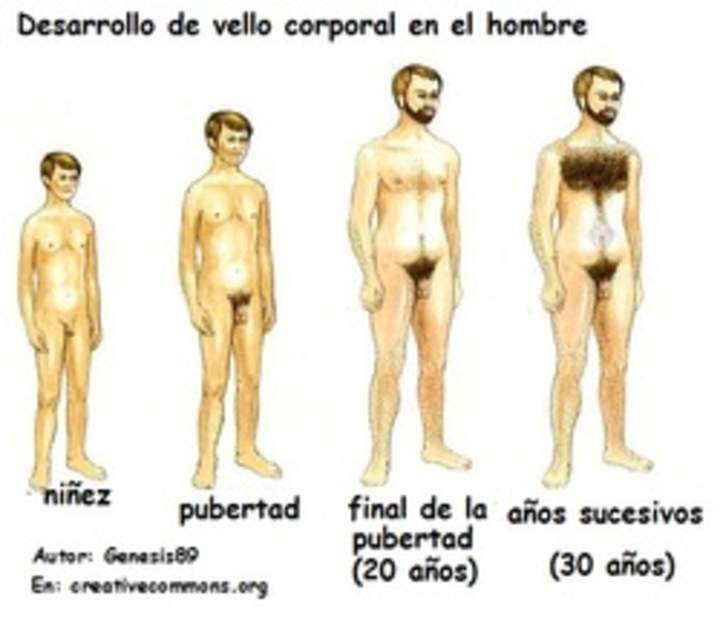 Pubertad, hombre y vellos Pubertad, hombre y vellos