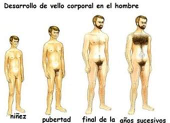 Pubertad, hombre y vellos Pubertad, hombre y vellos
