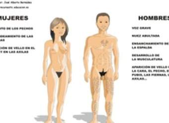 Desarrollo sexual humano Desarrollo sexual humano
