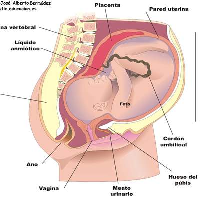 El feto humano El feto humano