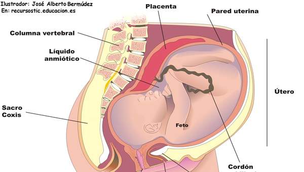 El feto humano El feto humano