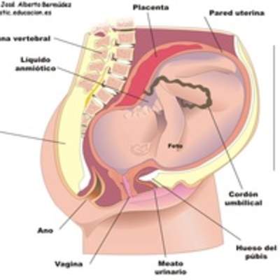 El feto humano El feto humano