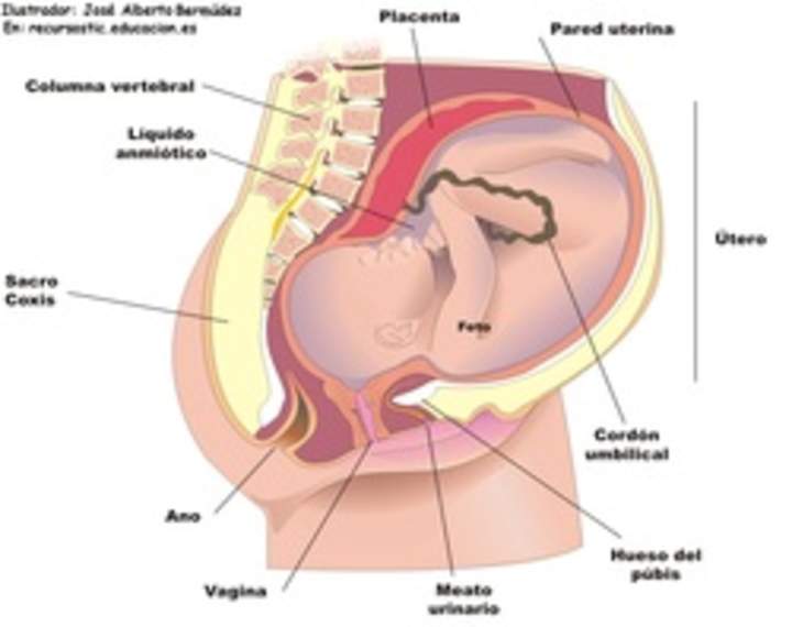 El feto humano El feto humano