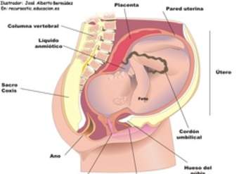 El feto humano El feto humano