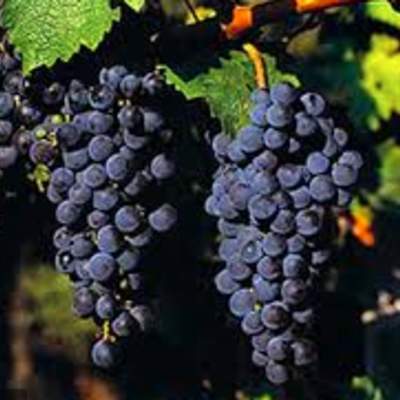 Foto Portada Foto Portada