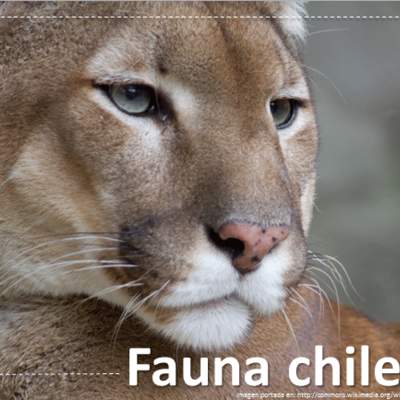 Fauna chilena Fauna chilena