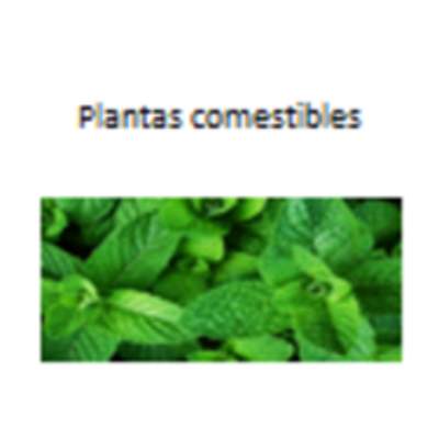 Plantas comestibles Plantas comestibles