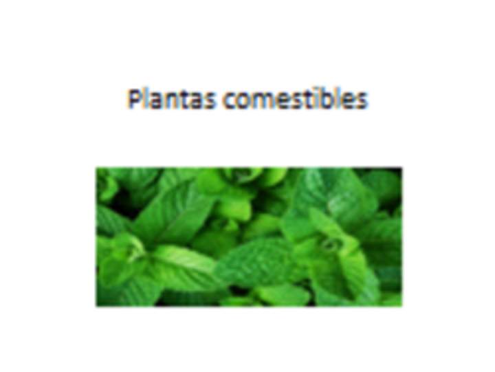 Plantas comestibles