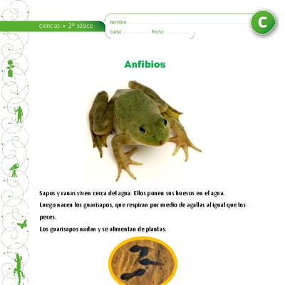 Ciclo de vida de los sapos y ranas Ciclo de vida de los sapos y ranas