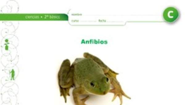 Ciclo de vida de los sapos y ranas Ciclo de vida de los sapos y ranas