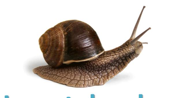 Invertebrados Invertebrados