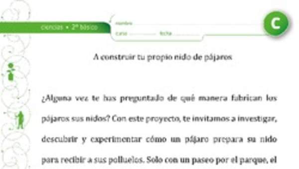 Nido de pájaros Nido de pájaros
