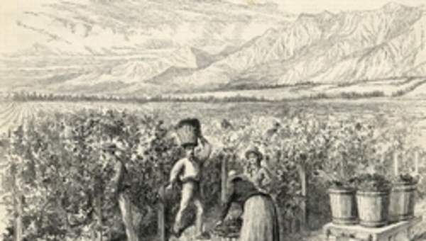 Viña Macul 1889 Viña Macul 1889