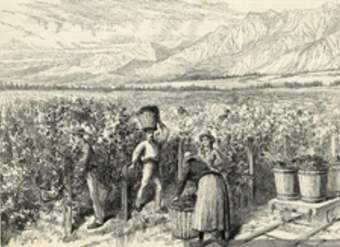 Viña Macul 1889 Viña Macul 1889