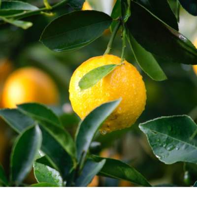 Foto Portada Foto Portada