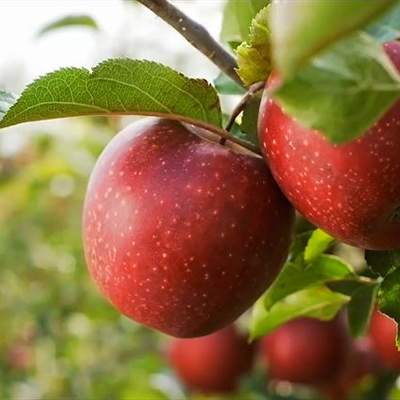 Video: Determinar madurez de la fruta Video: Determinar madurez de la fruta