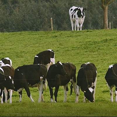 Video:  Control de peso de animales Video:  Control de peso de animales