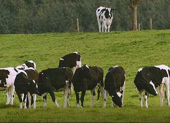 Video:  Control de peso de animales Video:  Control de peso de animales