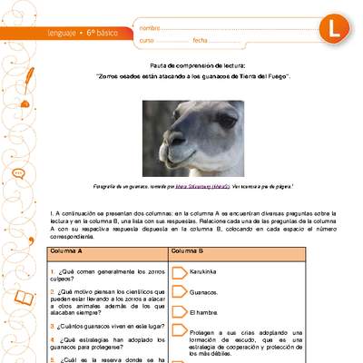 Comprensión de lectura: Zorros osados están atacando a los guanacos en Tierra del Fuego Comprensión de lectura: Zorros osados están atacando a los guanacos en Tierra del Fuego