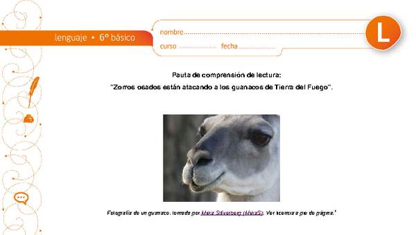Comprensión de lectura: Zorros osados están atacando a los guanacos en Tierra del Fuego Comprensión de lectura: Zorros osados están atacando a los guanacos en Tierra del Fuego
