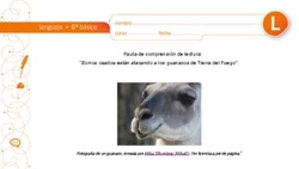 Comprensión de lectura: Zorros osados están atacando a los guanacos en Tierra del Fuego Comprensión de lectura: Zorros osados están atacando a los guanacos en Tierra del Fuego