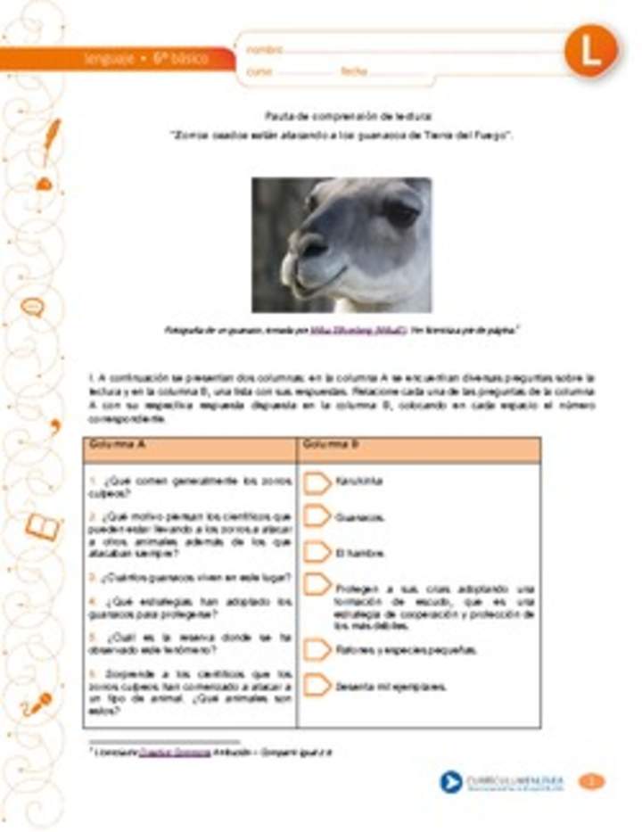 Comprensión de lectura: Zorros osados están atacando a los guanacos en Tierra del Fuego Comprensión de lectura: Zorros osados están atacando a los guanacos en Tierra del Fuego