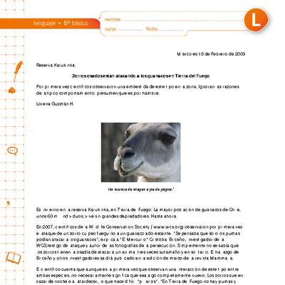 Zorros osados están atacando a los guanacos en Tierra del Fuego Zorros osados están atacando a los guanacos en Tierra del Fuego