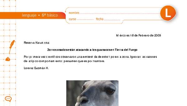 Zorros osados están atacando a los guanacos en Tierra del Fuego Zorros osados están atacando a los guanacos en Tierra del Fuego