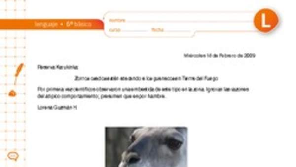 Zorros osados están atacando a los guanacos en Tierra del Fuego Zorros osados están atacando a los guanacos en Tierra del Fuego