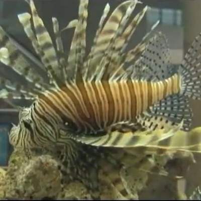 Video: Mar Científico