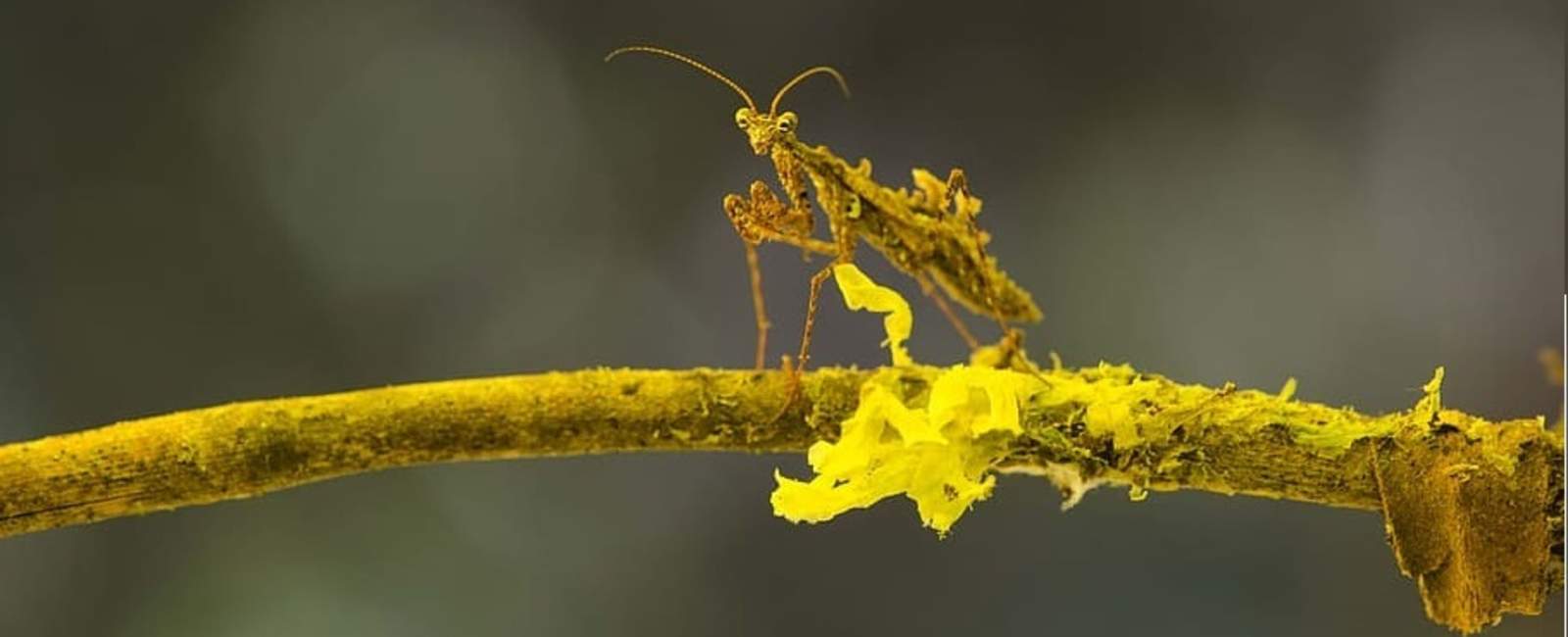 Biodiversidad Biodiversidad