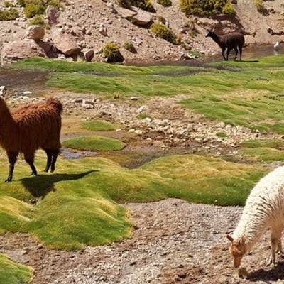 Llamas - https://pixabay.com/ Llamas - https://pixabay.com/