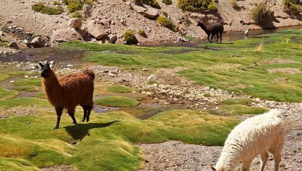 Llamas - https://pixabay.com/ Llamas - https://pixabay.com/