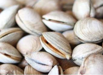 Almejas Almejas