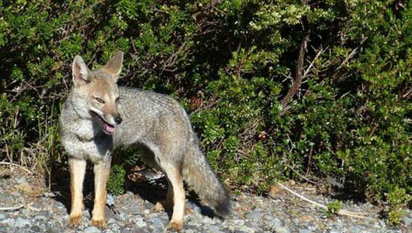 Zorro (imagen 2) - https://pixabay.com/ Zorro (imagen 2) - https://pixabay.com/