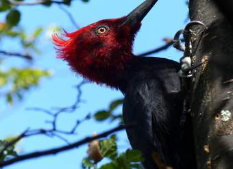 Pájaro carpintero - https://pixabay.com/ Pájaro carpintero - https://pixabay.com/