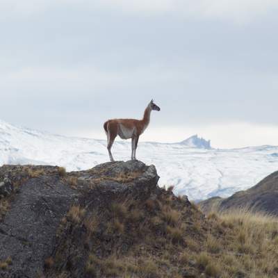 Vicuña - https://pixabay.com/ Vicuña - https://pixabay.com/