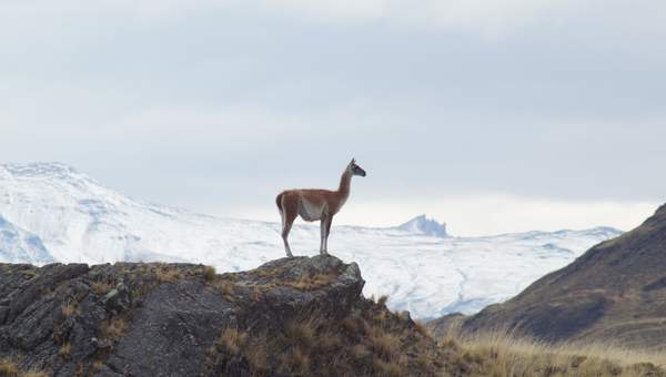 Vicuña - https://pixabay.com/ Vicuña - https://pixabay.com/
