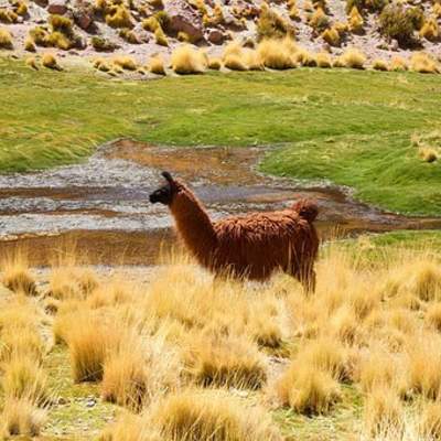 Llama - https://pixabay.com/ Llama - https://pixabay.com/