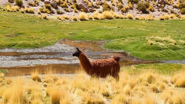 Llama - https://pixabay.com/ Llama - https://pixabay.com/