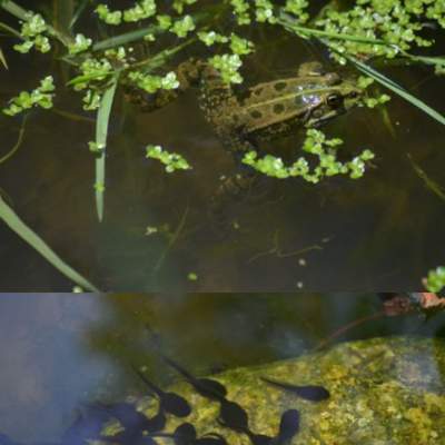 Renacuajo - rana - https://pixabay.com/ Renacuajo - rana - https://pixabay.com/